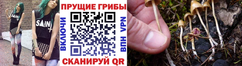даркнет сайт Шарыпово Галлюциногенные грибы прущие грибы